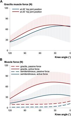 How mechanics of individual muscle-tendon units define knee and ankle joint function in health and cerebral palsy—a narrative review